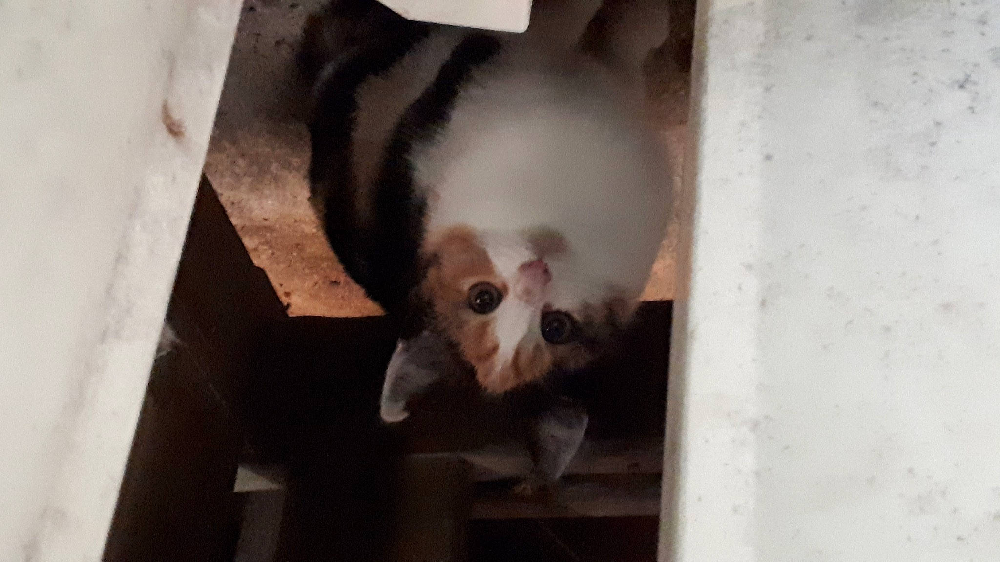 Cannelle a rejoint le concours — aidez-le/la à gagner de superbes lots ! canidae, carnivore, cat, companion_dog, dog_breed, domestic_short_haired_cat, fawn, felidae, fur, hardwood, paw, small_to_medium_sized_cats, sporting_group, tail, terrestrial_animal, whiskers, wood