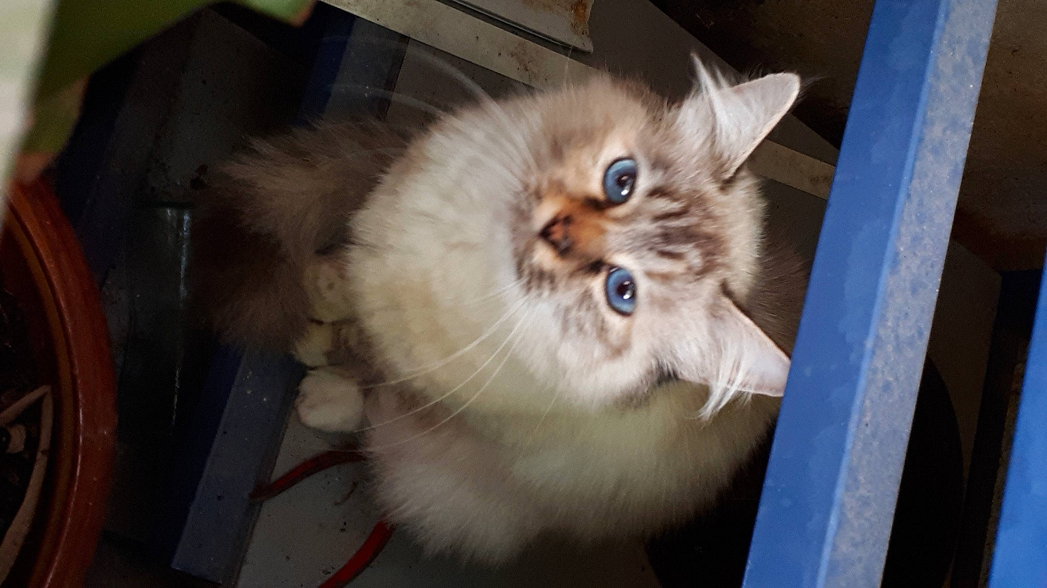 Vanille a rejoint le concours — aidez-le/la à gagner de superbes lots ! balinese, british_longhair, carnivore, cat, companion_dog, dog_breed, eye, fang, fawn, felidae, fur, paw, persian, photo_caption, ragdoll, small_to_medium_sized_cats, snout, terrestrial_animal, whiskers, wood