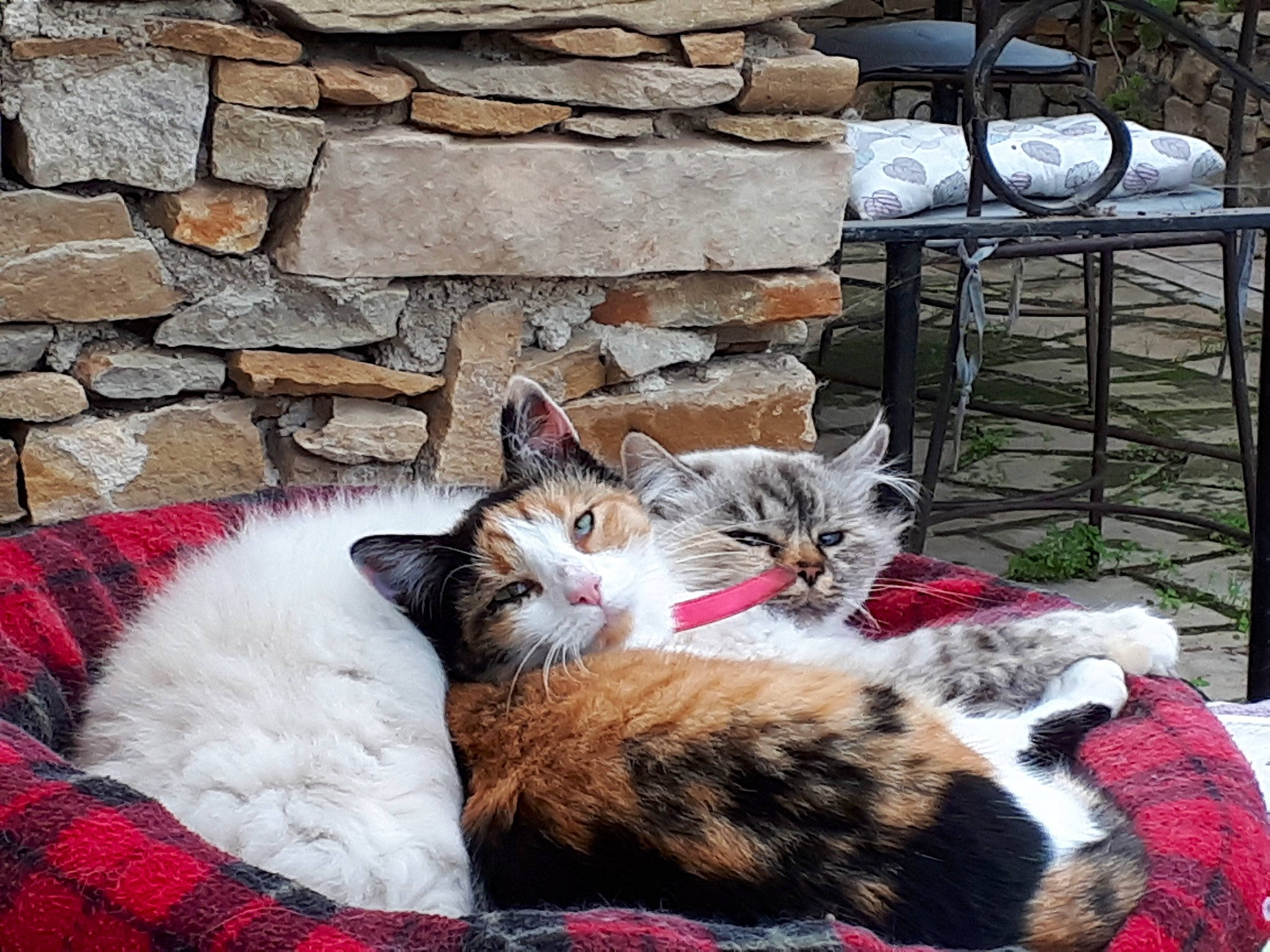 Vanille a rejoint le concours — aidez-le/la à gagner de superbes lots ! carnivore, cat, claw, cobblestone, comfort, companion_dog, domestic_short_haired_cat, felidae, flagstone, fur, grass, lap, nap, photograph, plant, small_to_medium_sized_cats, tail, textile, tree, whiskers