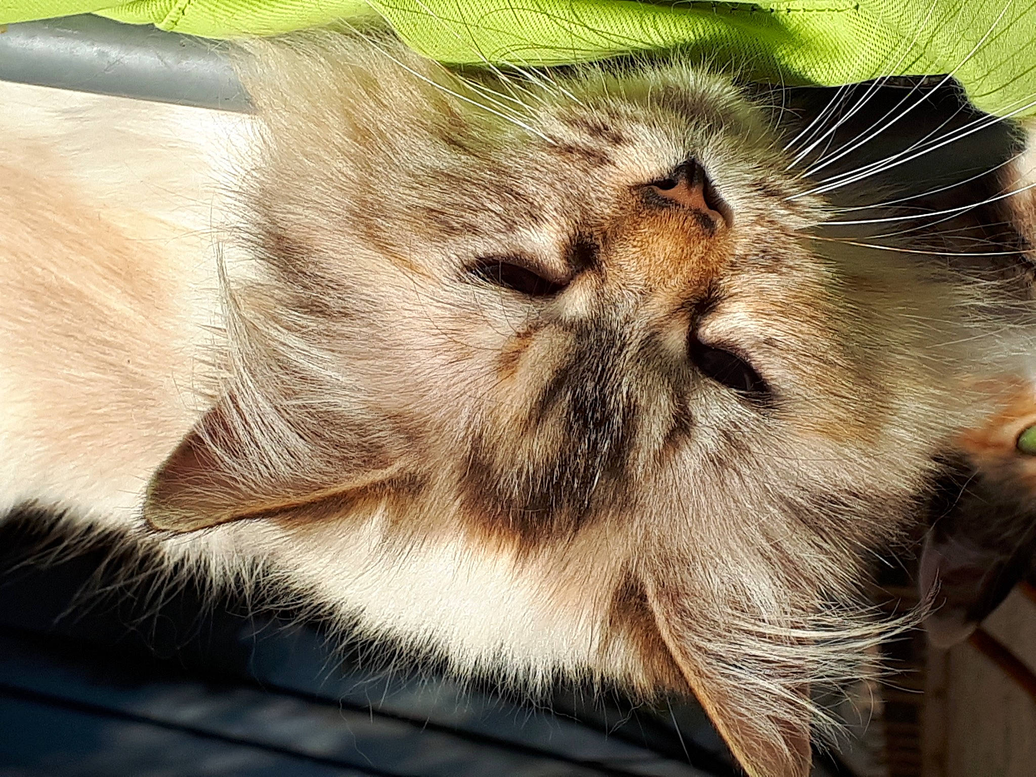 Vanille a rejoint le concours — aidez-le/la à gagner de superbes lots ! carnivore, cat, claw, close_up, comfort, domestic_short_haired_cat, fawn, felidae, fur, paw, photo_caption, plant, small_to_medium_sized_cats, snout, terrestrial_animal, whiskers, wildlife