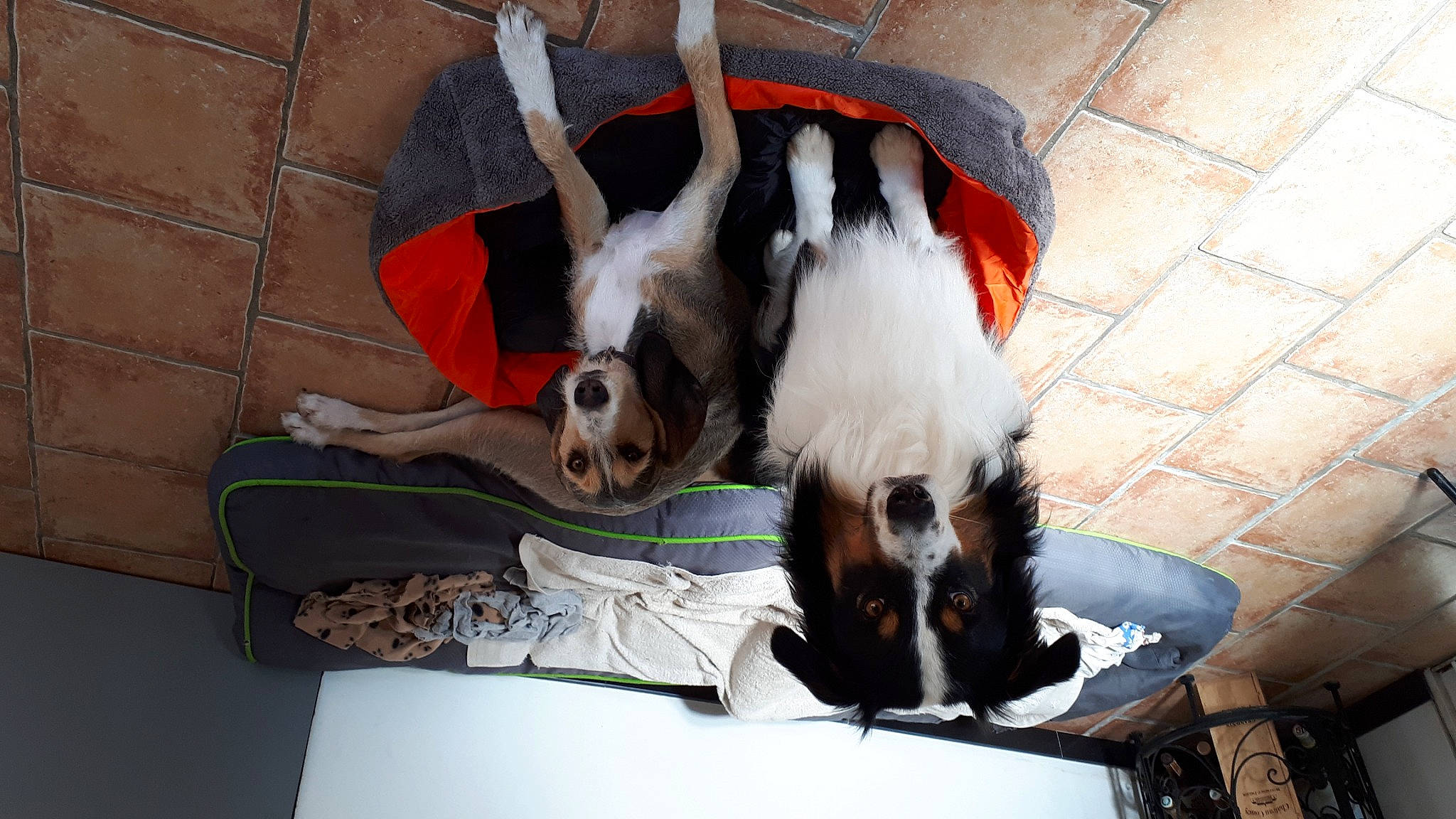 Noe participe au concours pour gagner de l'argent avec cette photo : canidae, carnivore, companion_dog, dog, dog_breed, dog_supply, fawn, flooring, fur, pet_supply, snout, sporting_group, tail, terrestrial_animal, working_animal