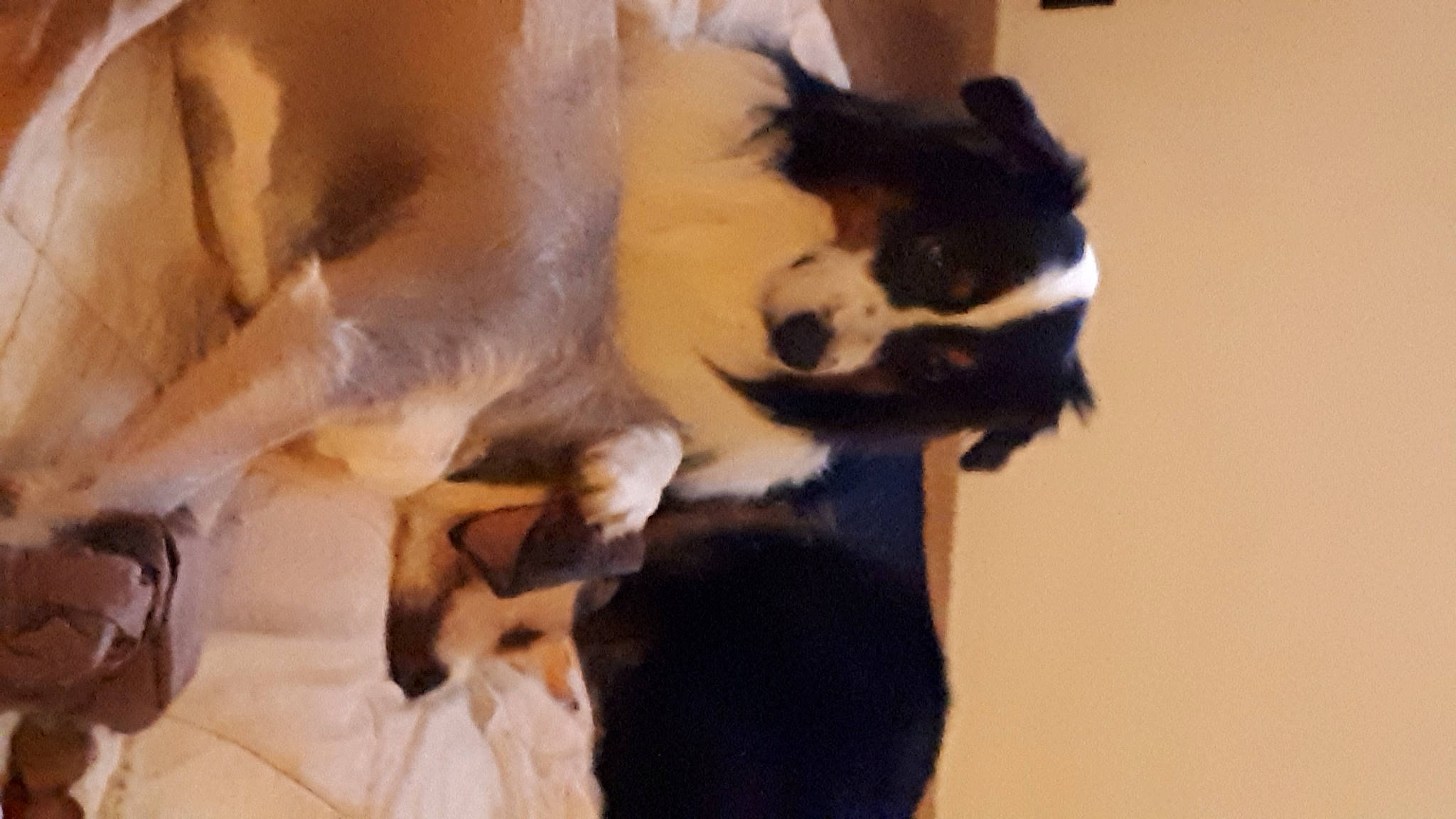 Noe participe au concours pour gagner de l'argent avec cette photo : canidae, carnivore, comfort, companion_dog, dog, dog_breed, fawn, felidae, fur, herding_dog, paw, rough_collie, shetland_sheepdog, small_to_medium_sized_cats, snout, sporting_group, tail, terrestrial_animal, whiskers, working_animal