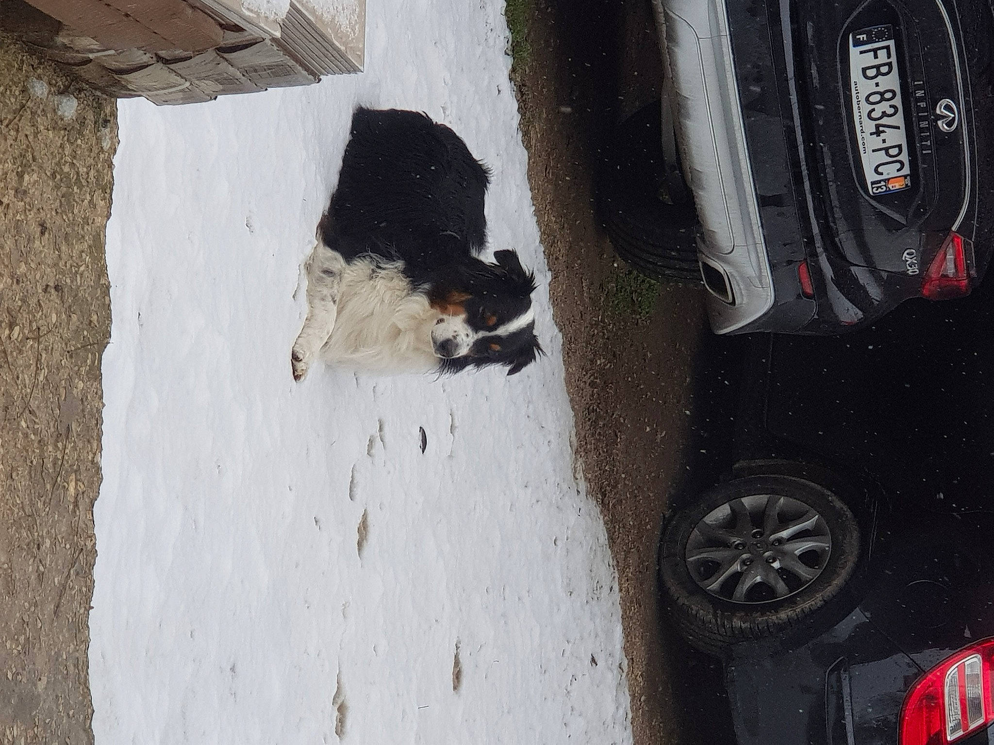 Noe participe au concours pour gagner de l'argent avec cette photo : alloy_wheel, automotive_design, automotive_exterior, automotive_lighting, automotive_tail_brake_light, automotive_tire, bumper, car, dog, fender, grey, hood, motor_vehicle, rim, synthetic_rubber, tire, tread, vehicle, vehicle_door, wheel