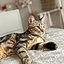 cat, tabby, pet, animal, feline, bed, blanket, indoor, fur, whiskers, paws, relaxed, looking_away, striped, cozy, domestic, closeup, soft_light, resting, comfortable