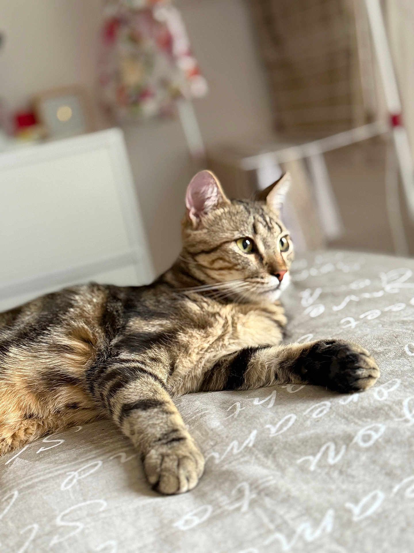 Scotty a rejoint le concours — aidez-le/la à gagner de superbes lots ! cat, tabby, pet, animal, feline, bed, blanket, indoor, fur, whiskers, paws, relaxed, looking_away, striped, cozy, domestic, closeup, soft_light, resting, comfortable