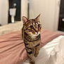 cat, tabby, pet, indoor, bed, blanket, white_sheet, curious, whiskers, feline, animal, domestic, soft_light, closeup, portrait, cute, cute_animal, mammal, walking, cozy