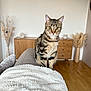 cat, tabby_cat, indoor, living_room, blanket, couch, wooden_floor, wooden_cabinet, dried_plants, decor, furniture, pet, animal, fur, whiskers, ears, eyes, sitting, cozy, home
