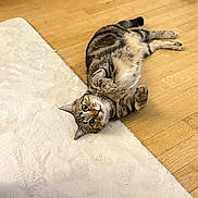Scotty a rejoint le concours — aidez-le/la à gagner de superbes lots ! cat, tabby, pet, animal, floor, wooden_floor, rug, white_rug, indoor, lying_down, curious, looking_at_camera, whiskers, ears, paws, fur, domestic_cat, relaxed, cute, playful