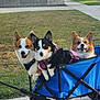 dog, corgi, wagon, outdoor, grass, pet, animal, daylight, sidewalk, tree, suburb, leash, harness, canine, park, sunlight, playful, cute, three, happy