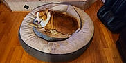 Mio is registered to the contest to win money with this photo: dog, corgi, pet_bed, indoor, wooden_floor, chew_toy, brown_and_white, happy, relaxed, pet, furniture, cozy, canine, tongue_out, resting, animal, companion, household, comfortable, domestic