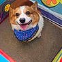 dog, corgi, bandana, pet, smiling, playpen, colorful, indoor, happy, animal, cute, tongue_out, fur, ears, brown_and_white, looking_up, floor, pattern, flower, closeup