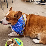 Mio joined the competition — help win amazing prizes! dog, corgi, bandana, pet, animal, outdoor, concrete, plate, food, treats, sitting, lying_down, person, shoe, chair, table, casual, gathering, friendship, cute