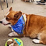 dog, corgi, bandana, pet, animal, outdoor, concrete, plate, food, treats, sitting, lying_down, person, shoe, chair, table, casual, gathering, friendship, cute