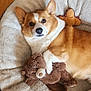 dog, corgi, plush_toy, bed, pet, indoor, wood_flooring, stuffed_animal, cute, cozy, resting, brown, white, fur, ears, toy, comfort, animal, pet_bed, relaxing