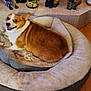 corgi, dog, dog_bed, indoor, wooden_floor, smiling, pet, cozy, furniture, decor, animal, happy, resting, tongue_out, looking_back, home, comfort, floor, toy, colorful