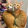 cat, orange_tabby, pets, feline, cute, indoor, cuddling, cat_perch, looking_at_camera, whiskers, ears, fur, domestic_animal, curious, close_up, two_animals, household, vacuum_cleaner, cozy, companions