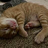 Naruto joined the competition — help win amazing prizes! kitten, cat, sleeping, orange_tabby, paw, pink_pads, carpet, feline, cute, fur, pet, animal, resting, cozy, closeup, domestic_cat, young, soft, relaxed, indoor