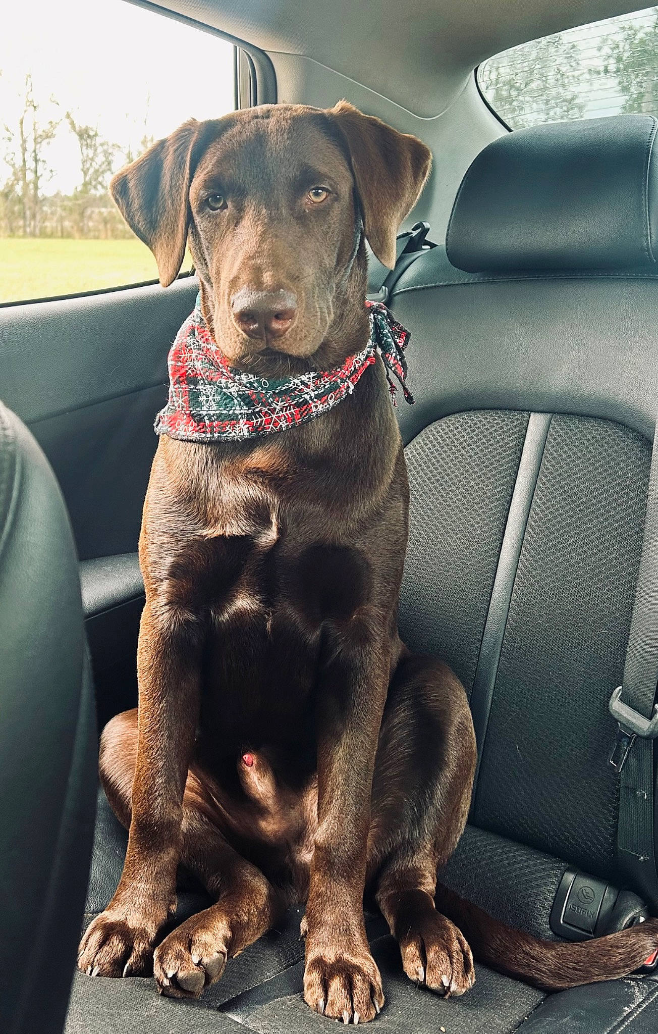 Bo joined the competition — help win amazing prizes! auto_part, car, car_seat, car_seat_cover, carnivore, collar, companion_dog, dog, dog_breed, dog_collar, fawn, gun_dog, liver, motor_vehicle, snout, sporting_group, vehicle, vehicle_door, window, working_animal