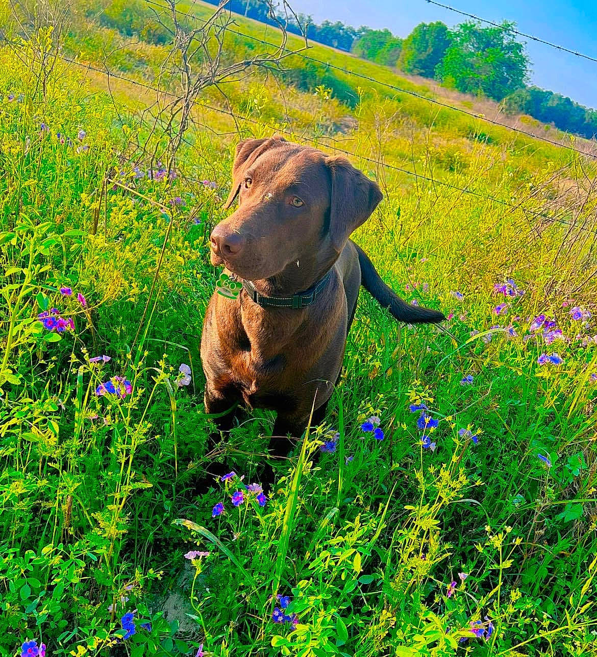 Bo joined the competition — help win amazing prizes! carnivore, dog, dog_breed, fawn, field, flower, flowering_plant, grass, grass_family, grassland, green, groundcover, liver, meadow, natural_landscape, people_in_nature, plant, prairie, sky, working_animal
