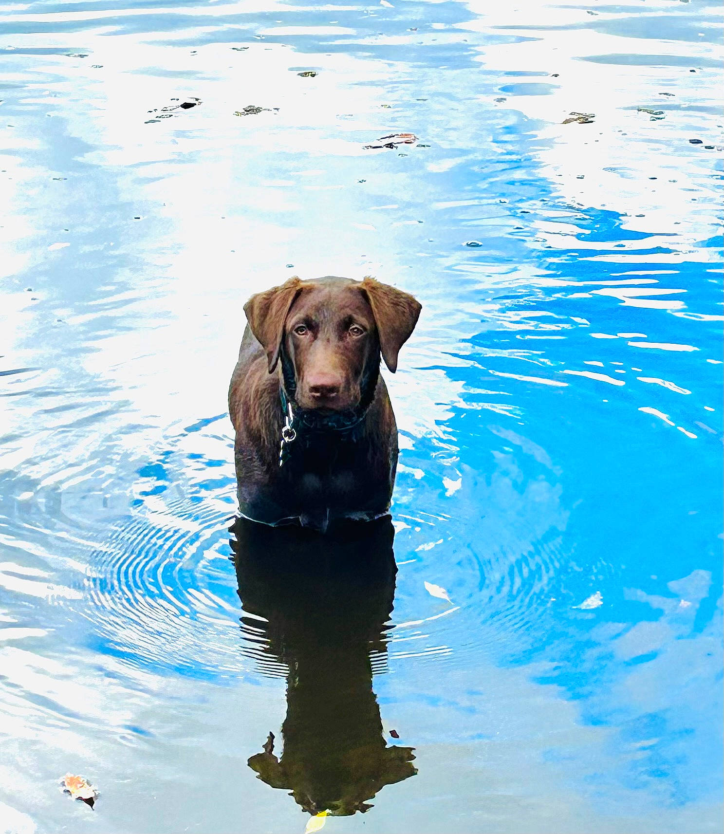 Bo is registered to the contest to win money with this photo: canidae, carnivore, companion_dog, dog, dog_breed, electric_blue, fawn, fluid, gun_dog, lake, liquid, liver, reflection, snout, sporting_group, tail, vertebrate, water, water_resources, working_animal