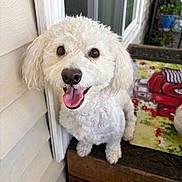 Harlee joined the competition — help win amazing prizes! animal, canine, close_up, curly_fur, dog, door_frame, doormat, fur, happy, outdoor, pet, plants, porch, potted_plants, side_of_house, smiling, tongue_out, white_dog, window, wood