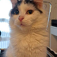 Savannah participe au concours pour gagner de l'argent avec cette photo : animal, black_markings, cat, chair, close_up, curtains, domestic_cat, ears, fluffy_fur, furniture, home, indoor, nose, pet, photo_frame, portrait, wall, whiskers, white_cat, window_light