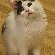 Savannah participe au concours pour gagner de l'argent avec cette photo : cat, kitten, fluffy, white, black, animal, pet, floor, wooden_floor, sitting, cute, curious, indoor, young_cat, feline, whiskers, ears, paws, fur, small