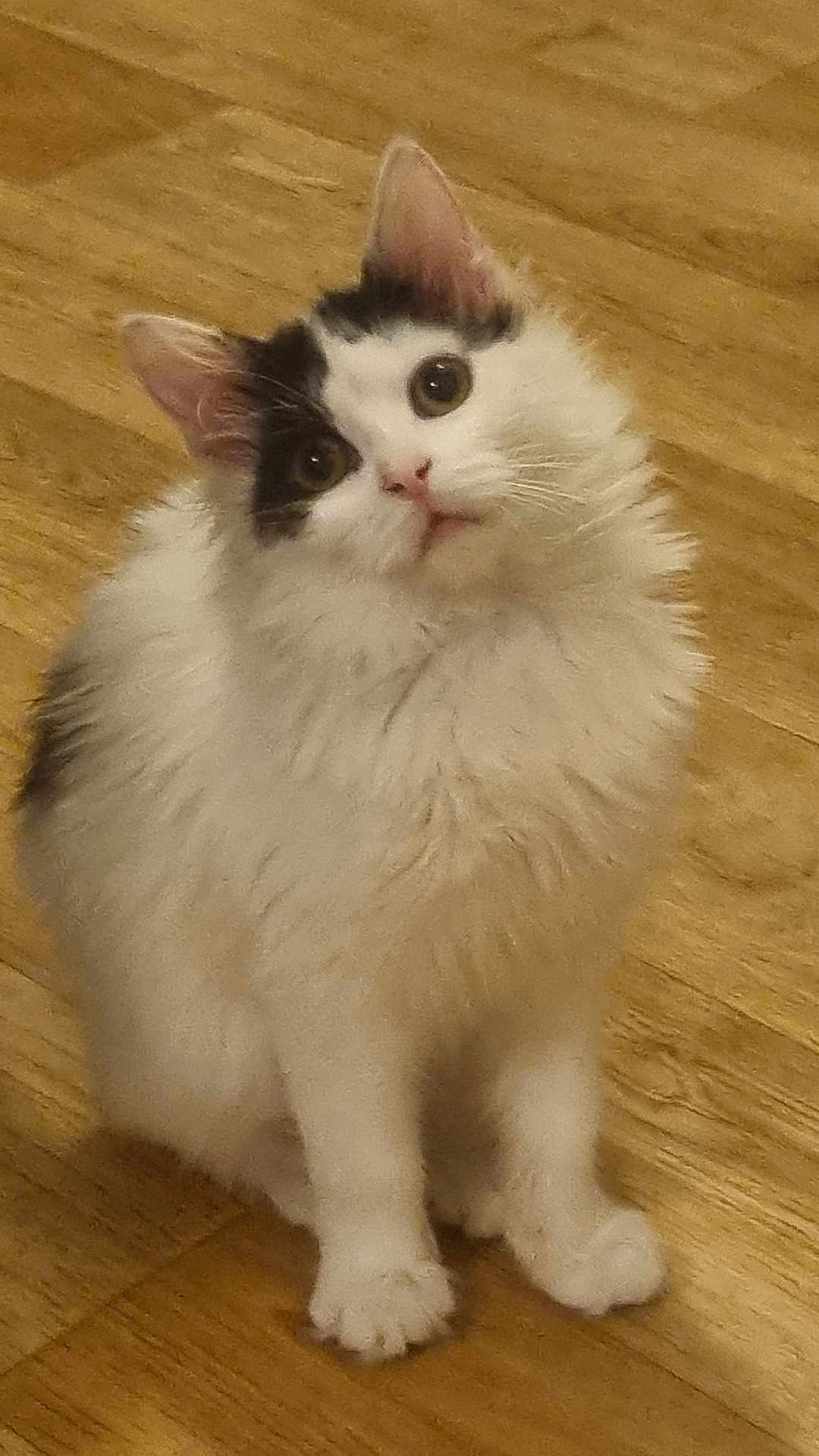Savannah participe au concours pour gagner de l'argent avec cette photo : cat, kitten, fluffy, white, black, animal, pet, floor, wooden_floor, sitting, cute, curious, indoor, young_cat, feline, whiskers, ears, paws, fur, small