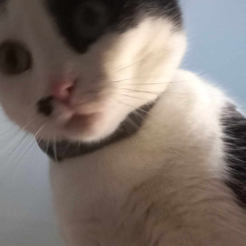 Mia participe au concours pour gagner de l'argent avec cette photo : abyssinian, angora, animal, bodypart, cat, kitten, manx, mouth, person, pet, siamese, snout