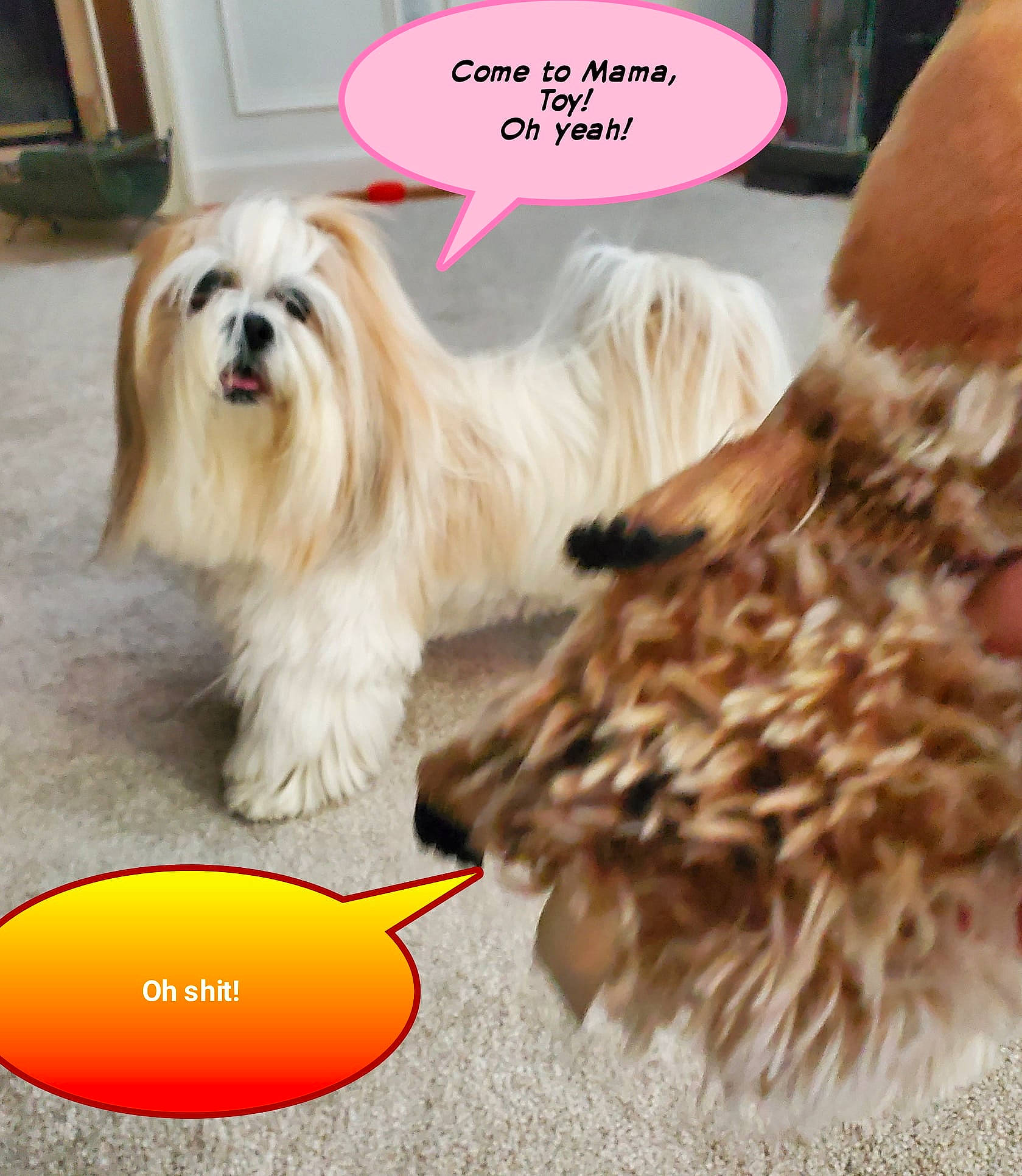 Leah is registered to the contest to win money with this photo: canidae, carnivore, companion_dog, dog, dog_breed, dog_supply, door, fawn, font, fur, liver, mammal, pet_supply, photo_caption, shih_tzu, snout, sporting_group, toy_dog, vertebrate, working_animal