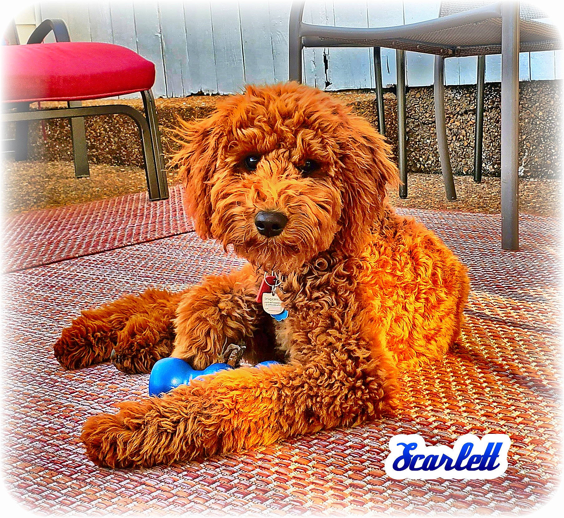 Scarlett joined the competition — help win amazing prizes! canidae, carnivore, companion_dog, dog, dog_breed, poodle, rectangle, sporting_group, toy_dog, water_dog, working_animal