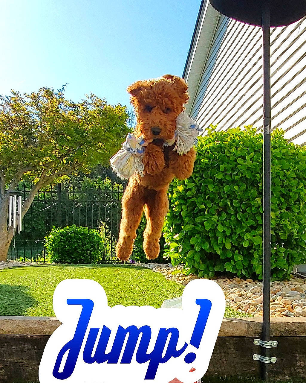 Scarlett joined the competition — help win amazing prizes! advertising, daytime, fawn, font, fun, garden, grass, hedge, landscape, lawn, lawn_ornament, logo, plant, shrub, signage, sky, stuffed_toy, toy, tree, world
