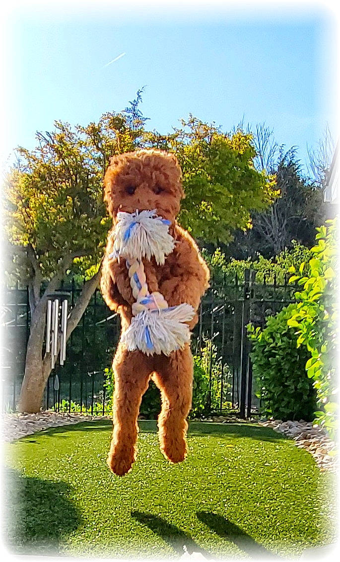 Scarlett joined the competition — help win amazing prizes! art, canidae, companion_dog, fawn, felidae, fur, gesture, grass, happy, plant, rectangle, sky, snout, sporting_group, stuffed_toy, summer, tail, teddy_bear, toy, tree