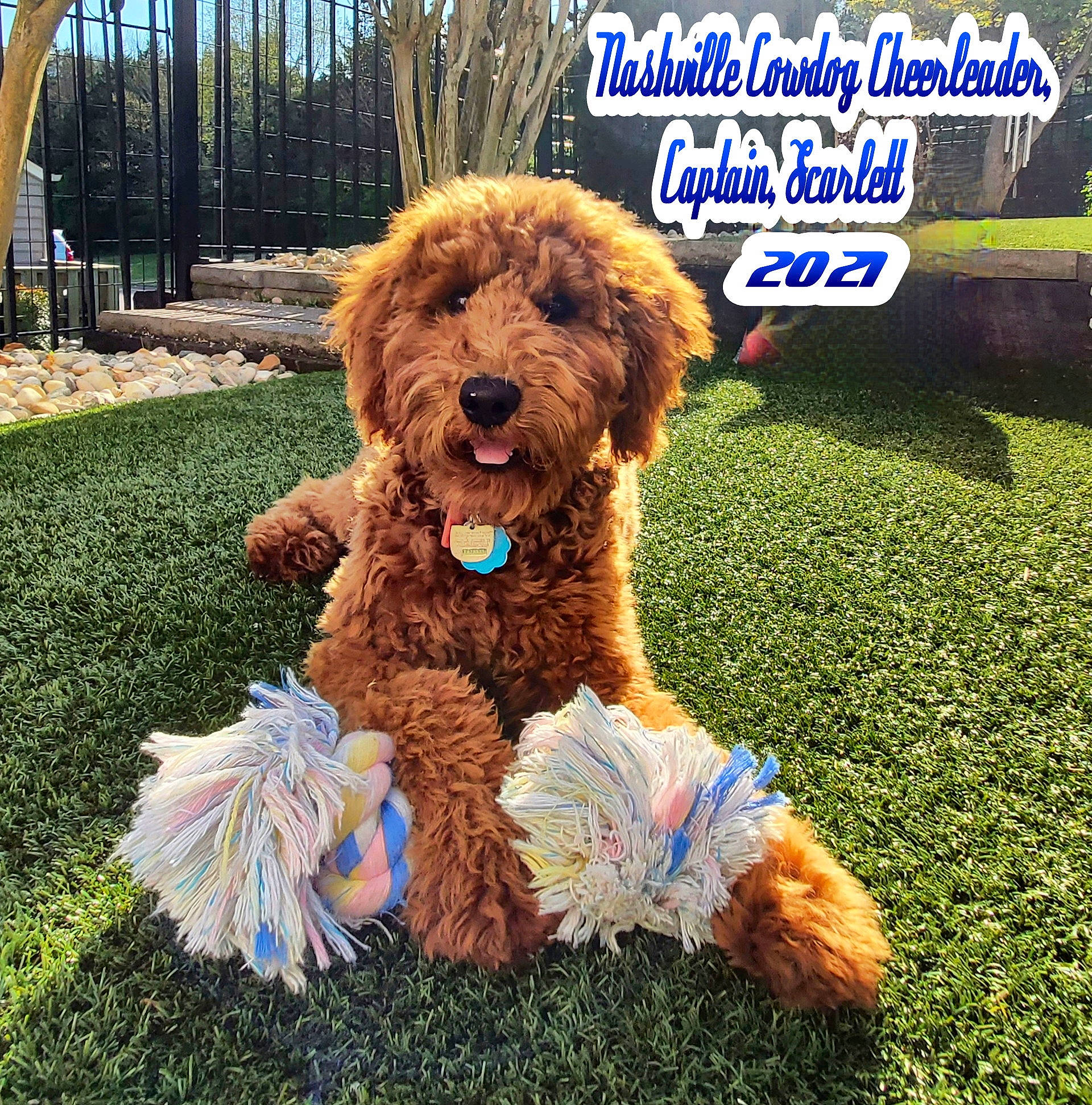 Scarlett joined the competition — help win amazing prizes! canidae, carnivore, companion_dog, dog, dog_breed, dog_supply, fun, grass, happy, liver, plant, poodle, poodle_crossbreed, sky, sporting_group, terrier, toy_dog, tree, water_dog, working_animal