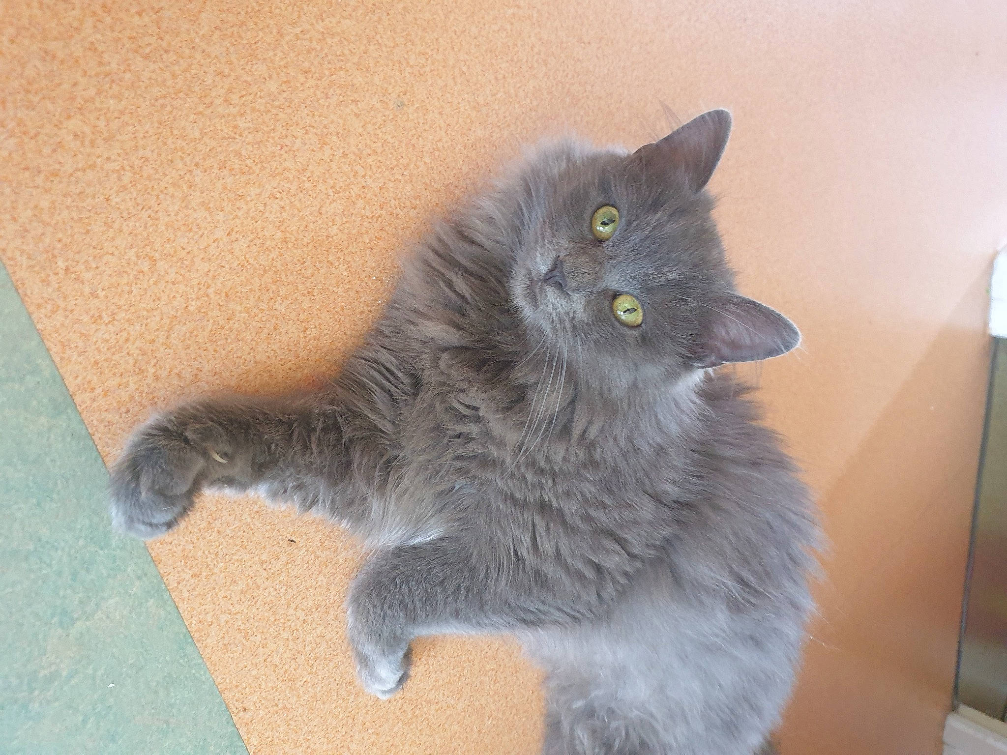 Diamant participe au concours pour gagner de l'argent avec cette photo : black_cat, british_longhair, carnivore, cat, cat_toy, chartreux, claw, domestic_short_haired_cat, eye, felidae, flooring, fur, grey, paw, russian_blue, small_to_medium_sized_cats, snout, tail, whiskers, window