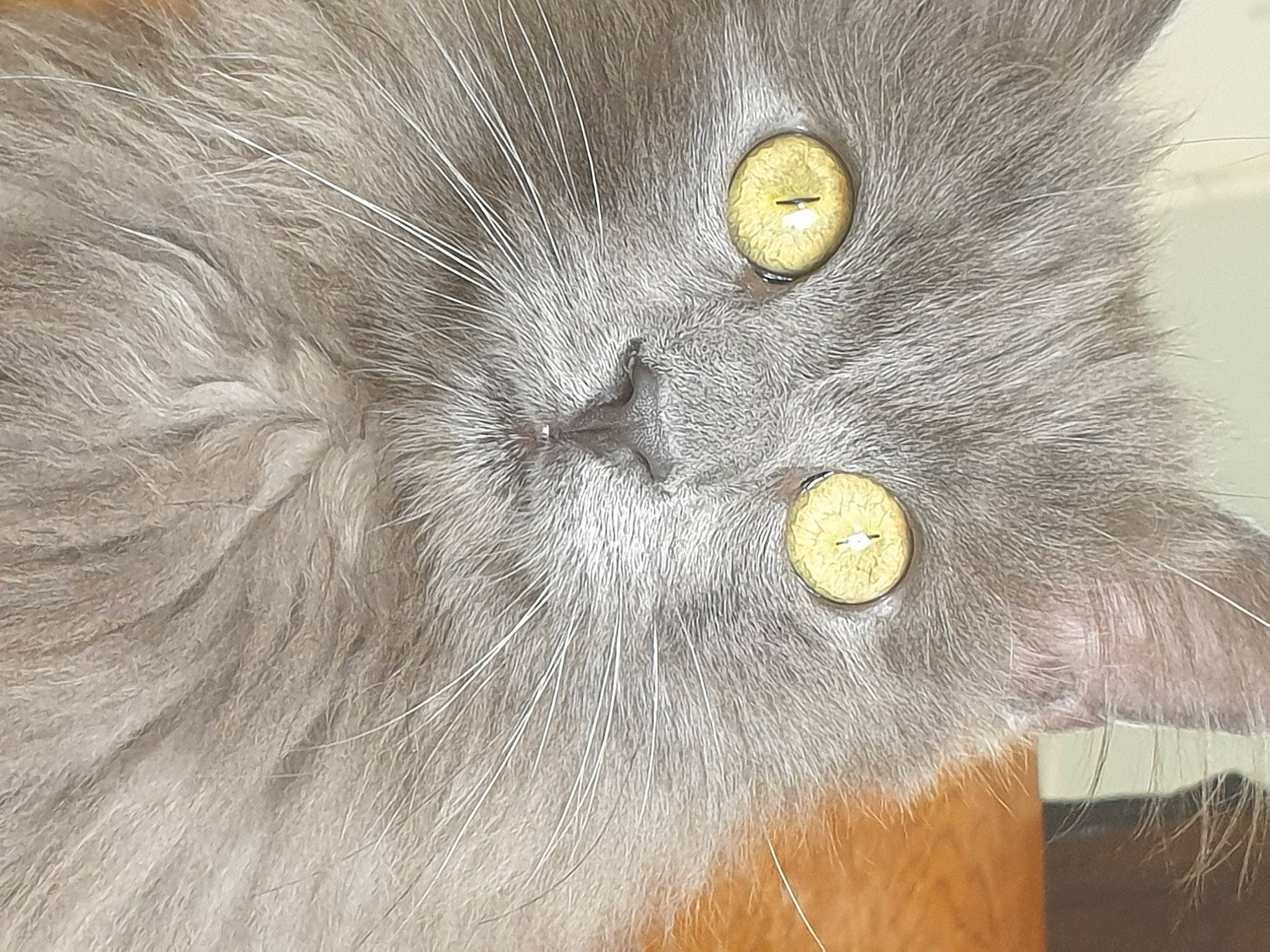 Diamant a rejoint le concours — aidez-le/la à gagner de superbes lots ! carnivore, cat, close_up, domestic_short_haired_cat, felidae, fur, grey, small_to_medium_sized_cats, terrestrial_animal, whiskers