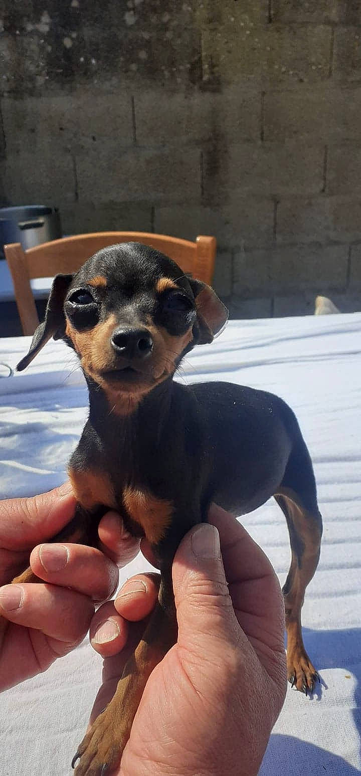 Polux participe au concours pour gagner de l'argent avec cette photo : black_and_tan_terrier, canidae, carlin_pinscher, carnivore, chihuahua, companion_dog, dog, dog_breed, english_toy_terrier, german_pinscher, mammal, manchester_terrier, miniature_pinscher, pinscher, prazsky_krysarik, puppy, russkiy_toy, snout, toy_dog, vertebrate