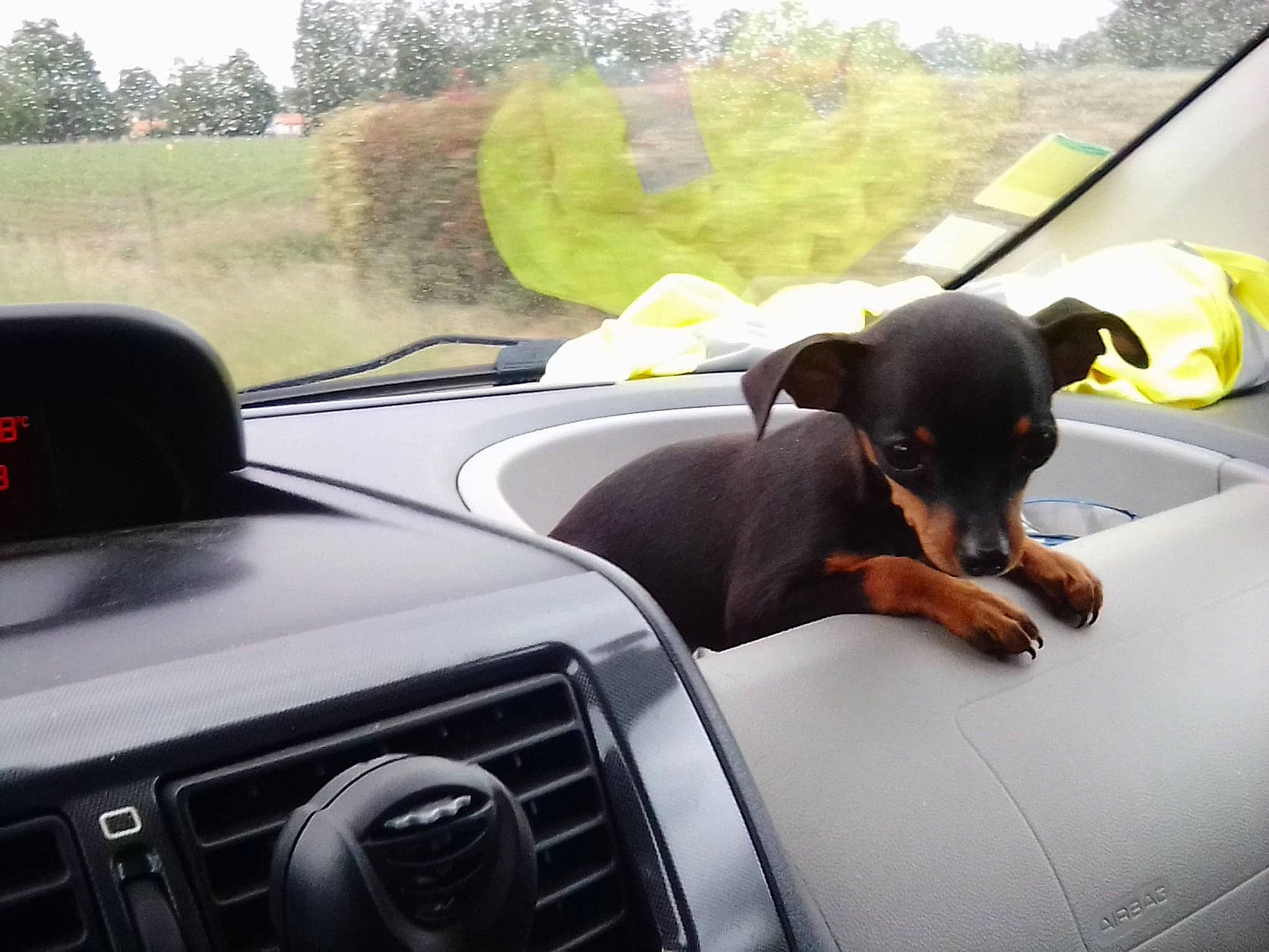 Polux participe au concours pour gagner de l'argent avec cette photo : auto_part, automotive_mirror, automotive_window_part, canidae, car, carnivore, dobermann, dog, dog_breed, driving, glass, guard_dog, plant, rear_view_mirror, steering_part, steering_wheel, transport, vehicle, window, windshield