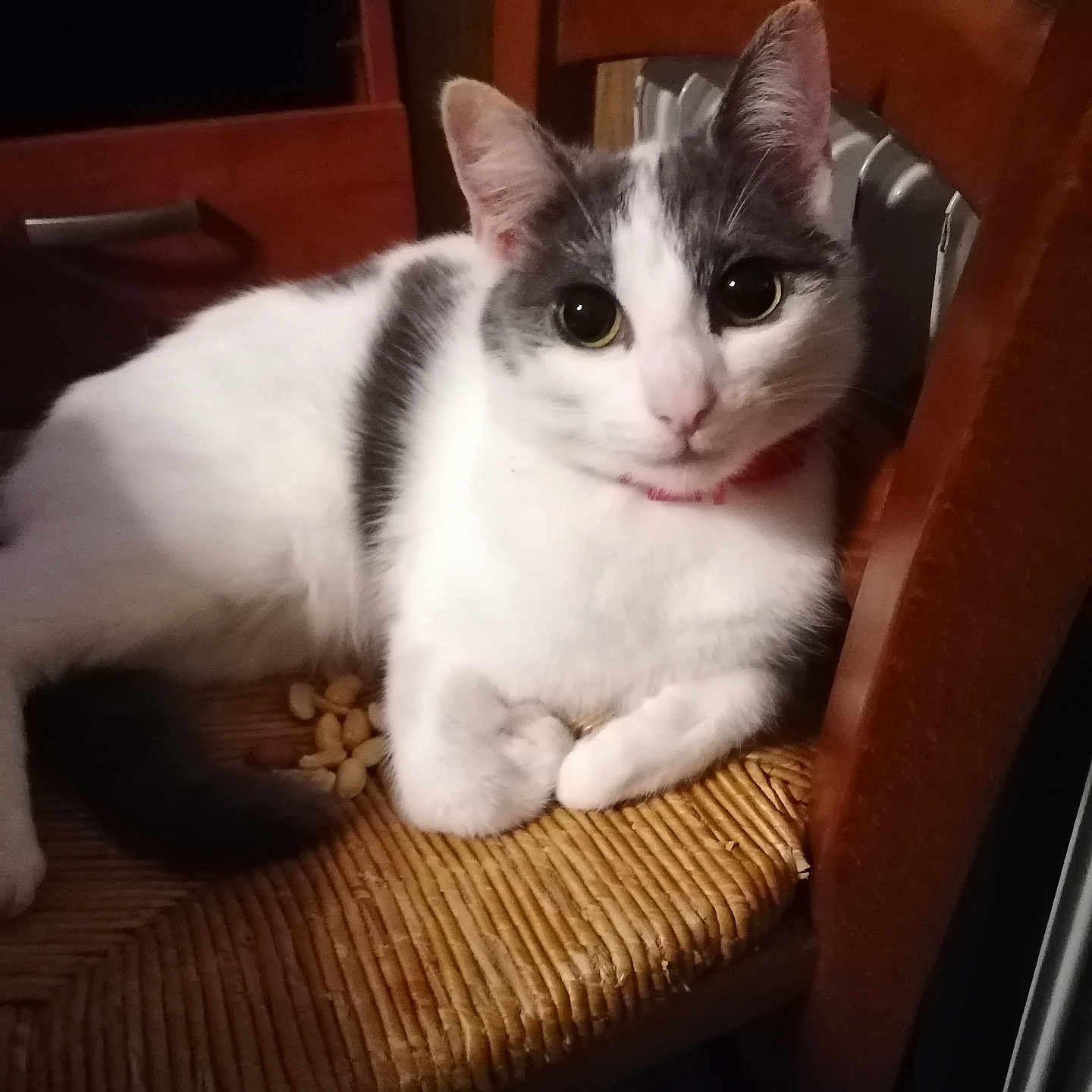 Ma Vie a rejoint le concours — aidez-le/la à gagner de superbes lots ! abyssinian, angora, animal, armchair, cat, chair, couch, furniture, hardwood, kitten, manx, pet, plywood, siamese, wood