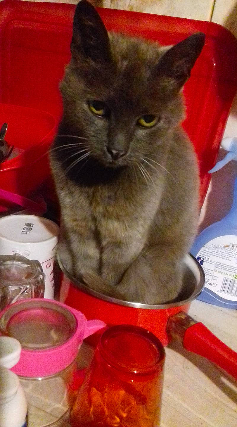 Mémette a rejoint le concours — aidez-le/la à gagner de superbes lots ! asian, burmese, carnivore, cat, chartreux, domestic_short_haired_cat, felidae, german_rex, javanese, korat, mammal, nebelung, oriental_shorthair, russian_blue, small_to_medium_sized_cats, vertebrate, whiskers