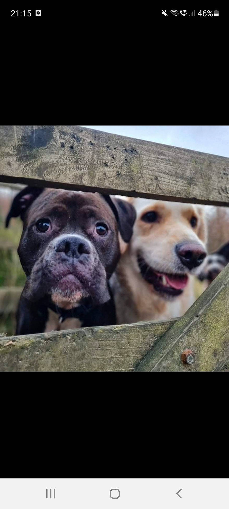 Rona is registered to the contest to win money with this photo: canidae, carnivore, collar, companion_dog, dog, dog_breed, fawn, fur, happy, mammal, metal, photo_caption, selfie, snout, sporting_group, vertebrate, whiskers, window, working_animal, wrinkle