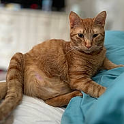 Jonesy is registered to the contest to win money with this photo: cat, ginger_cat, tabby, pet, animal, indoor, bed, bedding, blue_blanket, white_sheet, relaxed, lying_down, feline, fur, whiskers, ears, face, paw, domestic_cat, resting