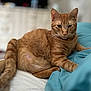 cat, ginger_cat, tabby, pet, animal, indoor, bed, bedding, blue_blanket, white_sheet, relaxed, lying_down, feline, fur, whiskers, ears, face, paw, domestic_cat, resting
