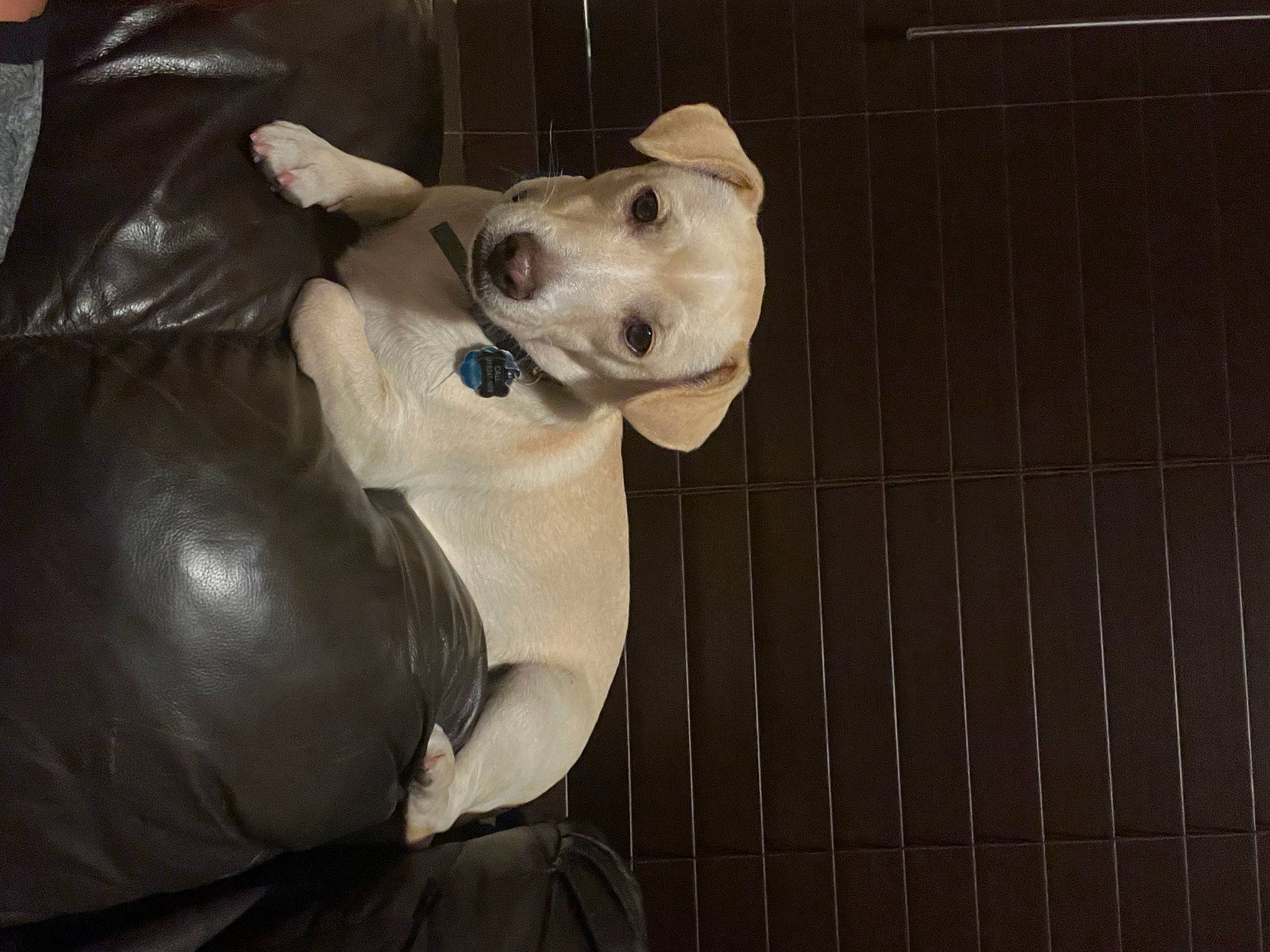 Hendrix is registered to the contest to win money with this photo: canidae, carnivore, collar, comfort, companion_dog, dalmatian, dog, dog_breed, dog_collar, dog_supply, fawn, fur, guard_dog, non_sporting_group, snout, sporting_group, terrestrial_animal, toy, whiskers, working_animal