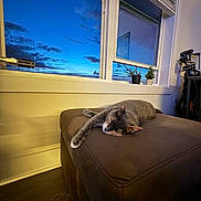 Coco is registered to the contest to win money with this photo: calm, cat, clouds, cozy, decor, evening, furniture, home, indoor, interior, ottoman, peaceful, potted_plants, relaxation, resting, sky, sleeping, twilight, window, wood_floor