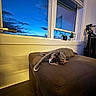 calm, cat, clouds, cozy, decor, evening, furniture, home, indoor, interior, ottoman, peaceful, potted_plants, relaxation, resting, sky, sleeping, twilight, window, wood_floor