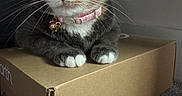 Coco joined the competition — help win amazing prizes! animal, bell, box, cardboard, carpet, cat, closeup, collar, curious, domestic, feline, fur, indoor, paws, pet, portrait, resting, sitting, whiskers, wide_eyes