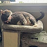 Coco joined the competition — help win amazing prizes! animal, cat, cat_tree, collar, cozy, daylight, domestic_cat, feline, fur, home, indoor, pet, pink_collar, plush, quiet, relaxing, resting, scratching_post, sleeping, window