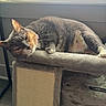 Coco joined the competition — help win amazing prizes! animal, cat, cat_tree, collar, cozy, cute, daylight, feline, fur, furniture, home, indoor, pet, relaxed, resting, scratching_post, sleepy, soft, whiskers, window