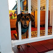 Rocky is registered to the contest to win money with this photo: dog, puppy, black_and_tan, floppy_ears, wide_eyes, harness, dog_tag, bone_tag, porch, railing, outdoor, house, wicker_furniture, rug, wooden_floor, red_tiles, flowers, evening_light, pet, portrait